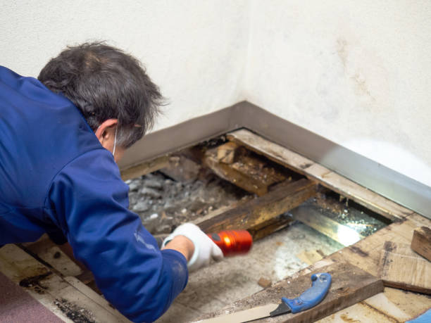 Best Commercial Mold Removal  in Central, LA