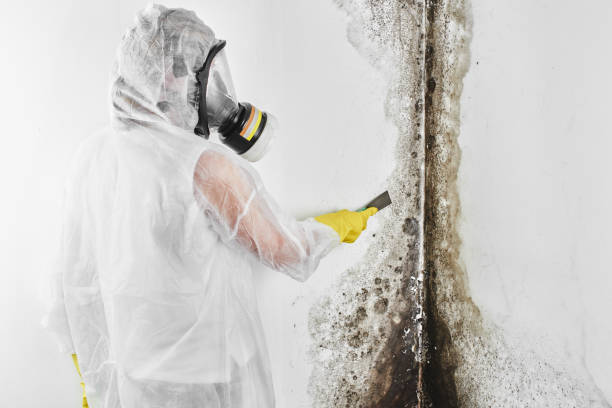 Best Certified Mold Removal  in Central, LA