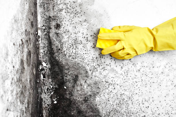 Best Toxic Mold Removal  in Central, LA