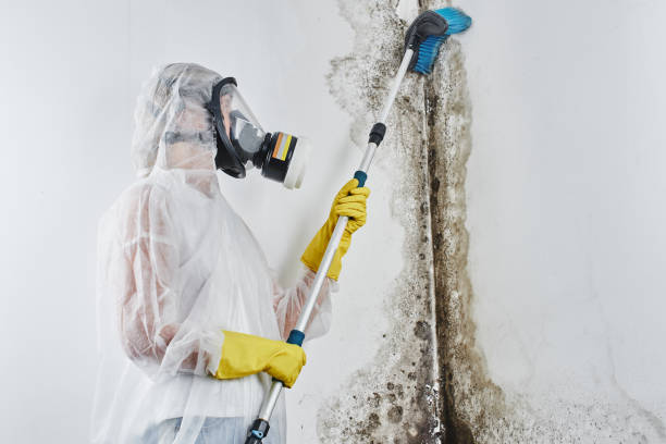 Best Mold Testing and Removal  in Central, LA