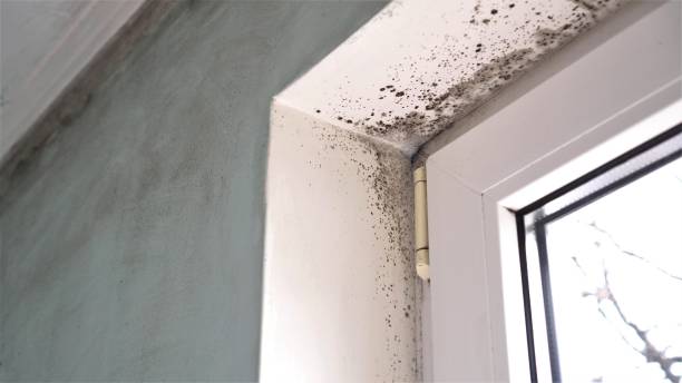 Best Commercial Mold Removal  in Central, LA