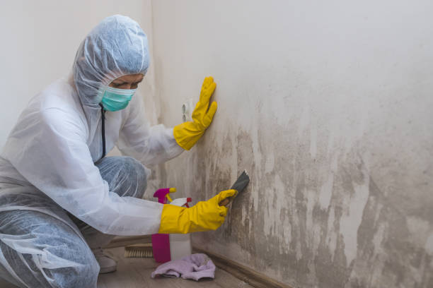 Best Emergency Mold Removal  in Central, LA