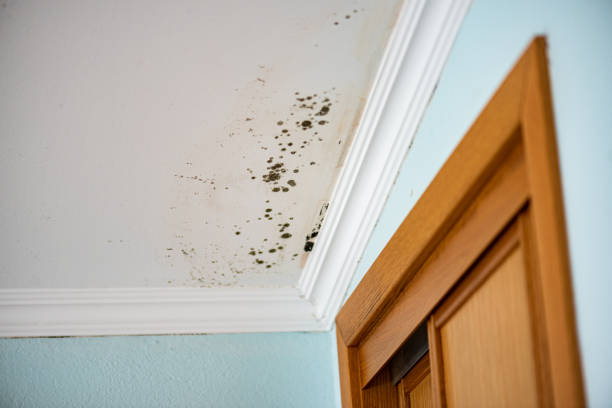 Best Home Mold Removal  in Central, LA