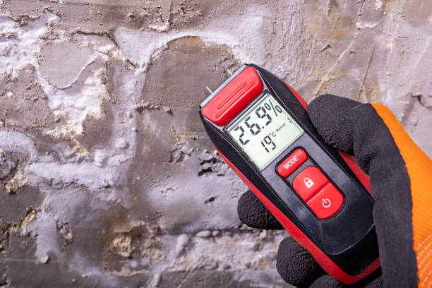 Best Black Mold Removal  in Central, LA