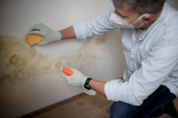 Best Best Mold Removal Companies  in Central, LA