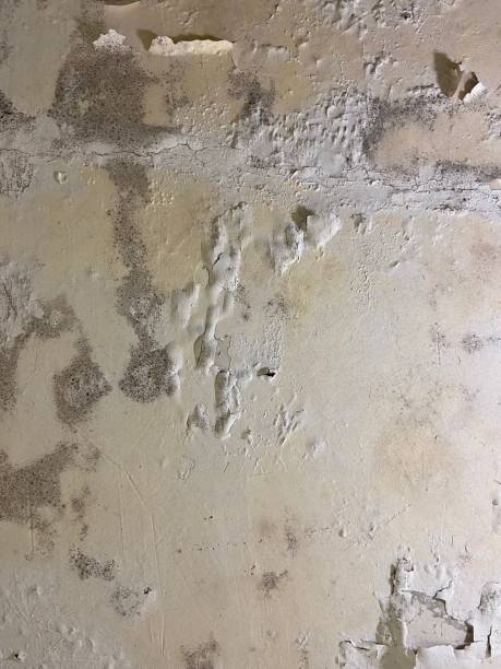 Mold Testing and Removal in Central, LA