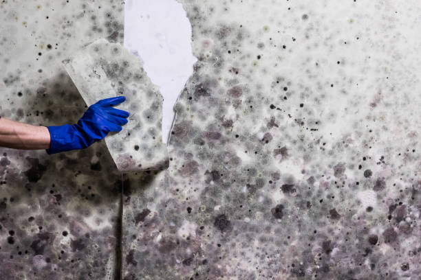 Best Mold Removal Specialists  in Central, LA
