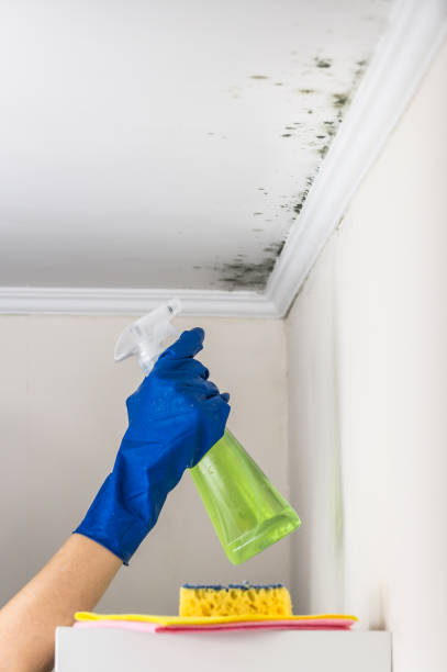 Attic Mold Removal in Central, LA